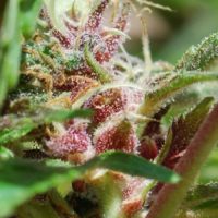 Female seeds company Red Purps female Seeds  