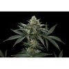 Dinafem Remo Chemo female seeds Dinafem Remo Chemo female seeds