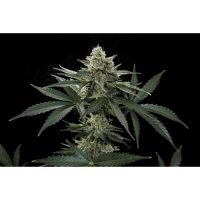 Dinafem Roadrunner #2 female Seeds  