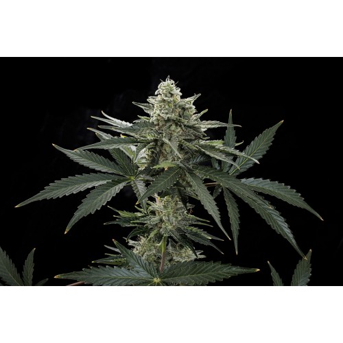 Dinafem Roadrunner #2 female Seeds Dinafem Roadrunner #2 female Seeds