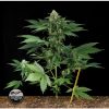 Dinafem Roadrunner #2 female Seeds Dinafem Roadrunner #2 female Seeds