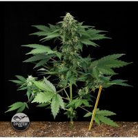 Dinafem Roadrunner female Seeds  