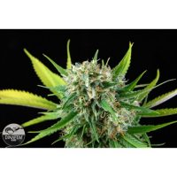 Dinafem Royal Haze female Seeds  