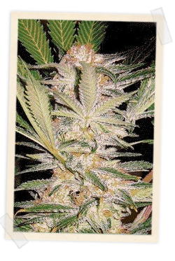 Sweet Seeds S.A.D. Auto female Seeds Sweet Seeds S.A.D. Auto female Seeds