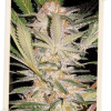 Sweet Seeds S.A.D. Auto female Seeds Sweet Seeds S.A.D. Auto female Seeds