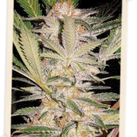 Sweet Seeds S.A.D. FAST Version female Seeds  