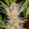 Sweet Seeds Snow Fruit female Seeds Sweet Seeds Snow Fruit female Seeds