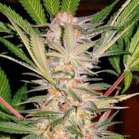 Sweet Seeds S.A.D. female Seeds  