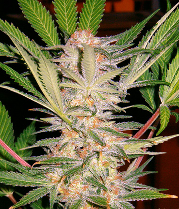 Sweet Seeds S.A.D. female Seeds Sweet Seeds S.A.D. female Seeds