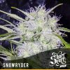shortstuff seeds short stuff #1 female  