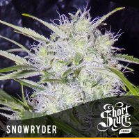 shortstuff seeds Snowryder female  
