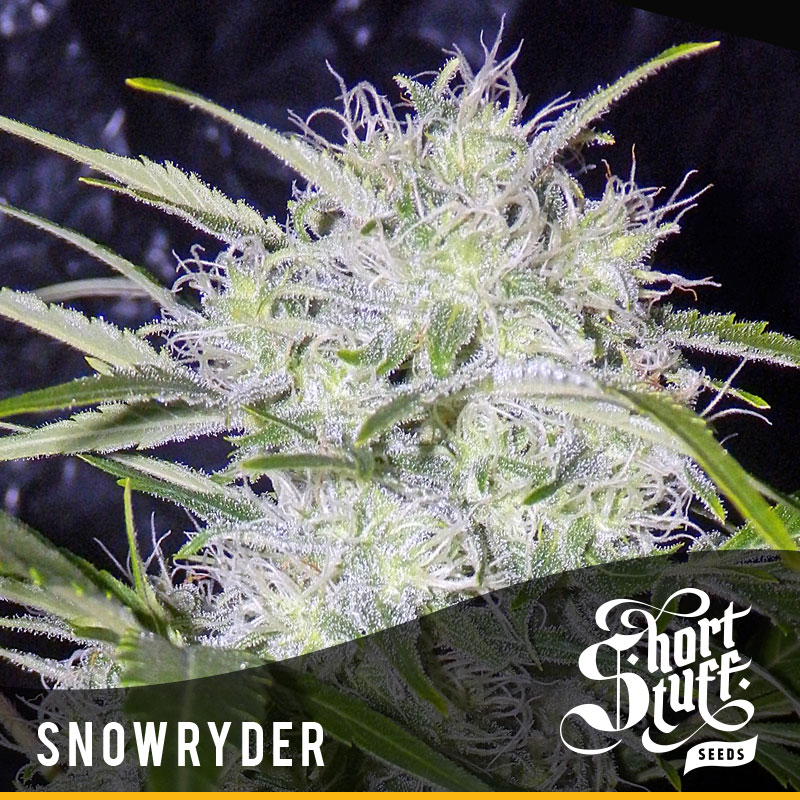 shortstuff seeds Snowryder female shortstuff seeds Snowryder female