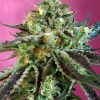 Sweet Seeds Sweet Cheese female Seeds Sweet Seeds Sweet Cheese female Seeds