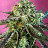 Sweet Seeds Sweet Nurse Auto CBD female seeds  