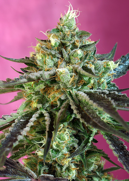 Sweet Seeds Sweet Nurse Auto CBD female seeds Sweet Seeds Sweet Nurse Auto CBD female seeds