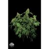 Dinafem Shark Attack female Seeds Dinafem Shark Attack female Seeds