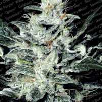 Paradise Seeds Sensi Star female  