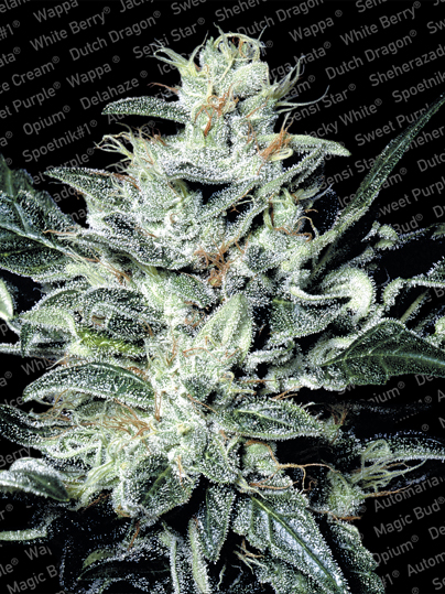 Paradise Seeds Sensi Star female Paradise Seeds Sensi Star female