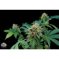 Dinafem Shark Attack female Seeds  