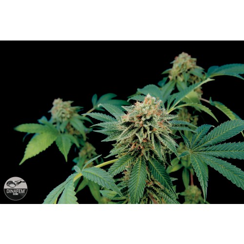 Dinafem Shark Attack female Seeds Dinafem Shark Attack female Seeds