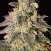 Dinafem Shark Attack female Seeds Dinafem Shark Attack female Seeds