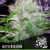 shortstuff seeds Auto Bud Cannon female  