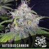 shortstuff seeds Auto Big Gun female shortstuff seeds Auto Big Gun female