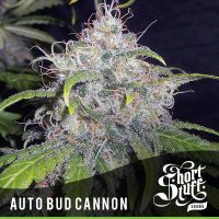 shortstuff seeds Auto Bud Cannon female  