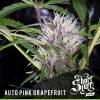 Shortstuff seeds Auto Jedi Kush female  