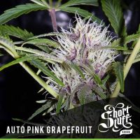 shortstuff seeds Auto Pink Grapefruit female  