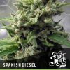 shortstuff seeds Himalaya Orange Diesel female shortstuff seeds Himalaya Orange Diesel female