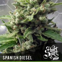 shortstuff seeds Auto Spanish Diesel female  