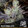shortstuff seeds Auto Tha Shiznit female shortstuff seeds Auto Tha Shiznit female