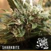 shortstuff seeds Russian rocket fuel female shortstuff seeds Russian rocket fuel female