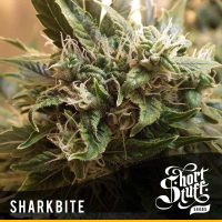 shortstuff seeds Sharkbite female  