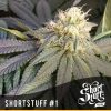 shortstuff seeds Snowryder female shortstuff seeds Snowryder female