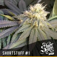shortstuff seeds short stuff #1 female  