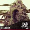 shortstuff seeds short stuff #1 female shortstuff seeds short stuff #1 female