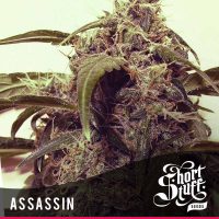 shortstuff seeds Assassin female  