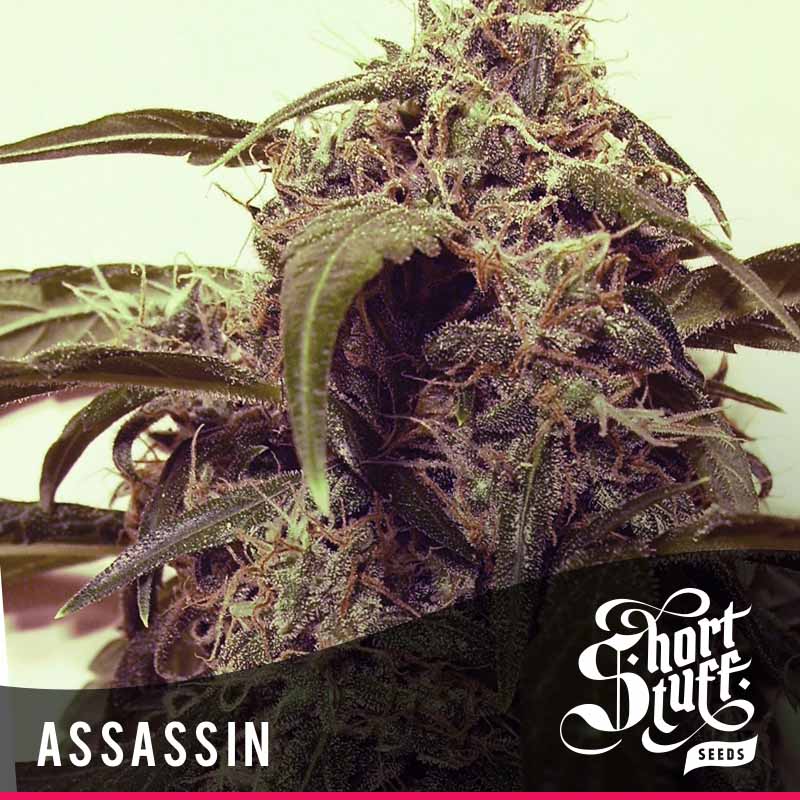 shortstuff seeds Assassin female shortstuff seeds Assassin female