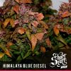 Blackskull Bruce Banner Feminized seeds Blackskull Bruce Banner Feminized seeds