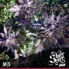 shortstuff seeds Himalaya Orange Diesel female shortstuff seeds Himalaya Orange Diesel female