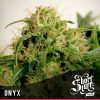 shortstuff seeds Russian rocket fuel female shortstuff seeds Russian rocket fuel female