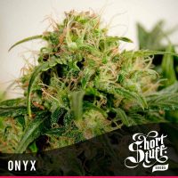shortstuff seeds Onyx female  