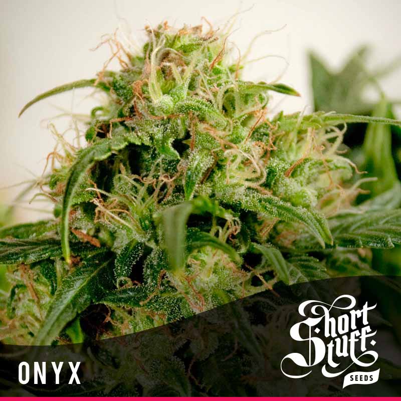shortstuff seeds Onyx female shortstuff seeds Onyx female