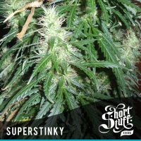 shortstuff seeds short stuff #1 female  