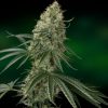 Barney's Farm Sweet Tooth Auto female Seeds Barney's Farm Sweet Tooth Auto female Seeds