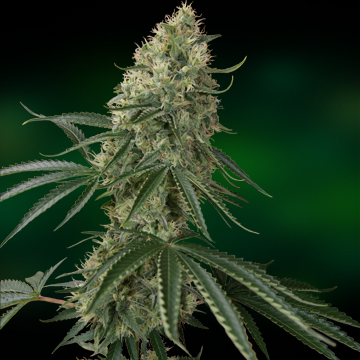 Barney's FarmSin Tra Bajo Auto female Seeds Barney's FarmSin Tra Bajo Auto female Seeds