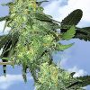 Flying Dutchmen Skunk Classic female Seeds Flying Dutchmen Skunk Classic female Seeds