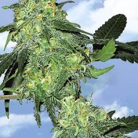 Flying Dutchmen Skunk #1 female Seeds  